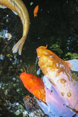 Kaplumbağa göleti, Nagasaki Glover Bahçesindeki Serene Oasis 14 Mayıs 2024