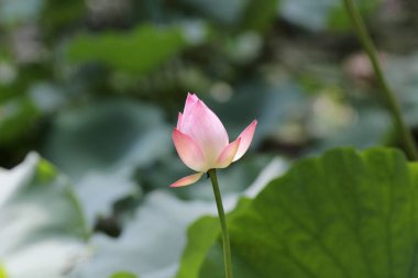 Sıcak yaz mevsiminde Hong Kong Üniversitesi 'nde Nilüfer Gölü' nde açılan pembe nilüfer.