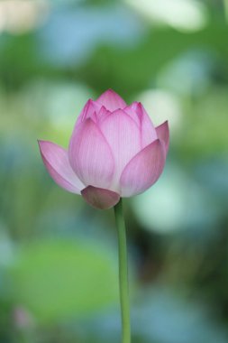 Sıcak yaz mevsiminde Hong Kong Üniversitesi 'nde Nilüfer Gölü' nde açılan pembe nilüfer.