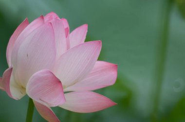 yaprak yaz aylarında çiçek lotus