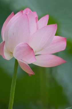 Lotus çiçeği ve Lotus çiçek bitki