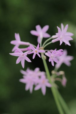 vahşi küçük vahşi mor çiçekler