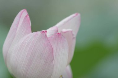 Yazın yapraklı nilüfer çiçeği