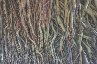 Kökleri olan eski bir taş duvar..