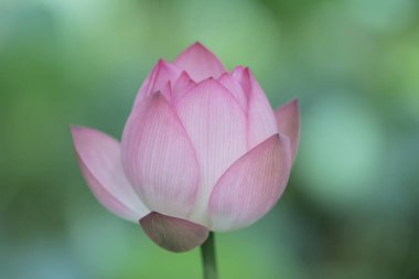 Sıcak yaz mevsiminde Hong Kong Üniversitesi 'nde Nilüfer Gölü' nde açılan pembe nilüfer.