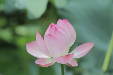 Sıcak yaz mevsiminde Hong Kong Üniversitesi 'nde Nilüfer Gölü' nde açılan pembe nilüfer.