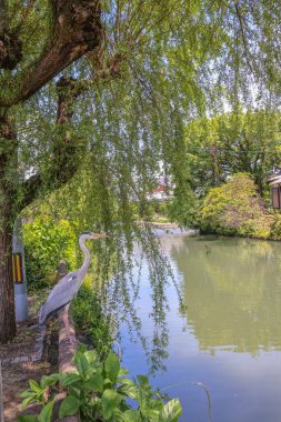 Yanagawa vincinde balıkçıl kuşu.