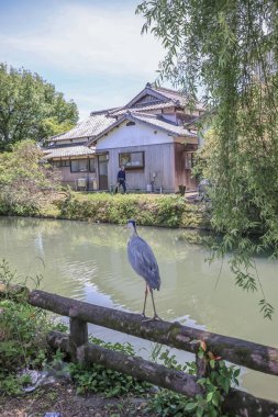 Yanagawa vincinde balıkçıl kuşu.