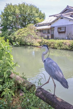 Yanagawa vincinde balıkçıl kuşu.