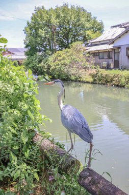 Yanagawa vincinde balıkçıl kuşu.