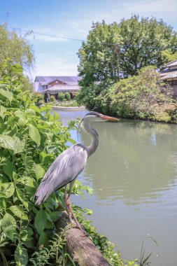 Yanagawa vincinde balıkçıl kuşu.