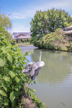 Yanagawa vincinde balıkçıl kuşu.