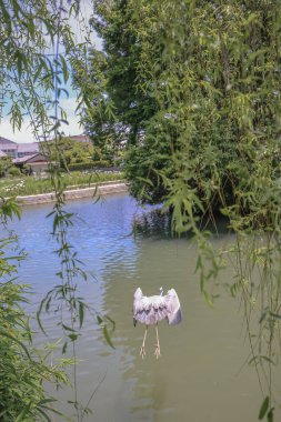 Yanagawa vincinde balıkçıl kuşu.