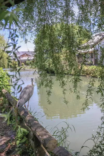 Yanagawa vincinde balıkçıl kuşu.