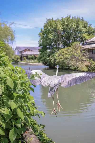 stock image Nestled within the charming town of Yanagawa, Fukuoka Prefecture May 17 2024