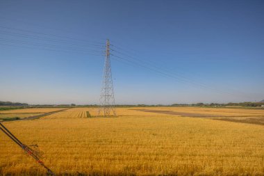 16 Mayıs 2024 Oita Tarla Çiftliği, Yufuin 'in Yetiştirilmesi Sürdürülebilir Tarım