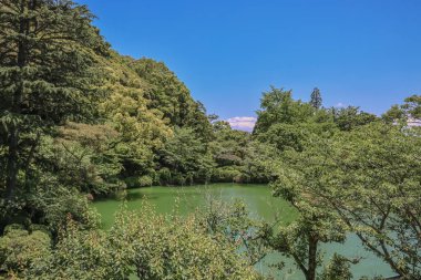 16 Mayıs 2024 Umi Jigoku 'nun yanındaki gölette çiçek açan zambak çiçekleri..