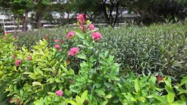 Şehir parkında gündüz vakti pembe çiçeklerin üzerinde kelebek, Hong Kong