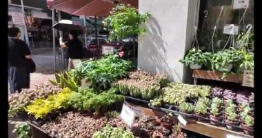 Hong Kong - 17 Eylül 2023 Çiçek Pazarı Yolu, Blooming Haven, Hong Kong