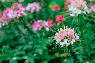 Tarlada açan renkli bir örümcek çiçeği.