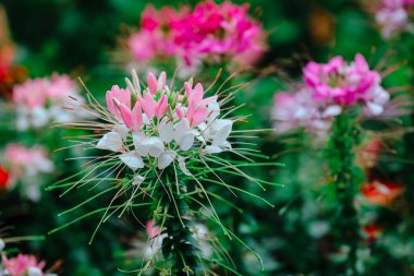 Tarlada açan renkli bir örümcek çiçeği.
