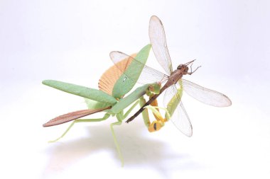 Beyaz arka planda dua eden bir peygamber devesi üzerinde dinlenen bir yusufçuk resmi.