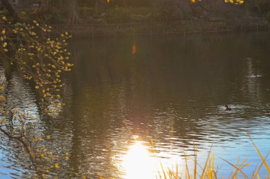 Sularına yansıyan altın güneş ışığıyla sakin bir gölet.,