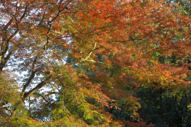 Vibrant autumn forest scene with red and green foliage under sunlight clipart