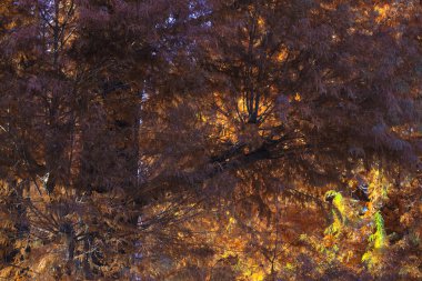 Parlak turuncu yapraklar bu sonbahar sahnesinde ağaçları süslüyor.