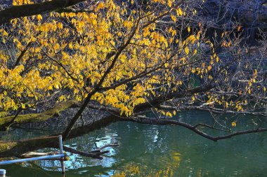Yapay Zeka Görüntü Üreticisi, Takım Elbiseli Retriever Profesyonel Bir İş Adamı Portreleme
