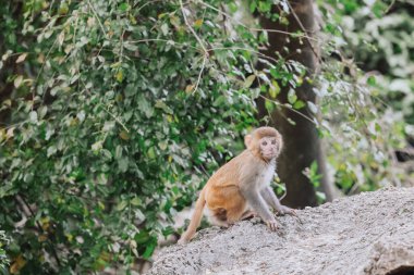 Maymunlar Beton Asfaltla Etkileşim 24 Aralık 2024