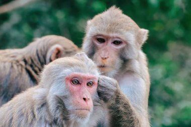 Maymun Aile Bağları Ebeveynlerin Bakımını Gösteriyor 24 Aralık 2024