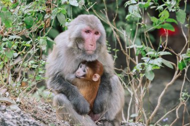 Maymun Bebeğini Doğal Ormanda Tutuyor 24 Aralık 2024