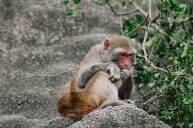 Dec 24 2024 rhesus monkey sits on a rock surrounded by green foliage, clipart