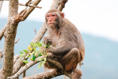 24 Aralık 2024 Vahşi maymun ağaç dalına tünemiş, yaprakları inceliyor.,
