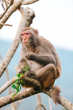 Dec 24 2024 Wild monkey perched on a tree branch, examining leaves,