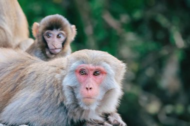24 Aralık 2024 Maymunların doğal yaşam alanları,