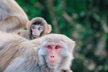 24 Aralık 2024 Maymunların doğal yaşam alanları,