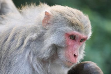 24 Aralık 2024 Maymunların doğal yaşam alanları,