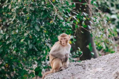 Dec 24 2024 monkeys engaged in grooming behavior, sitting on a rock clipart