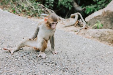 Dec 24 2024 monkeys engaged in grooming behavior, sitting on a rock clipart