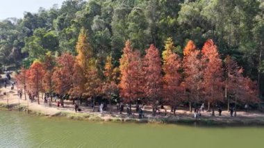 Taksonyum Distichum, Görkemli Kel Spres Ağacı