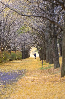 Dec 4 2024 path adorned with fallen leaves, framed by vibrant trees in autumn clipart