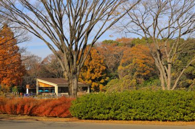 4 Aralık 2024 Renkli yeşilliklerin yer aldığı sakin bir park,