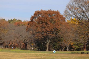 Canlı sonbahar yeşilliklerinin sergilendiği sakin bir park. 4 Aralık 2024