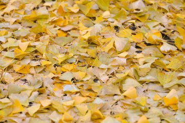 Dec 4 2024 Golden autumn leaves covering the ground, creating a serene clipart