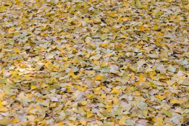 4 Aralık 2024 Altın sonbahar yaprakları zemini kaplıyor, dingin bir hava yaratıyor