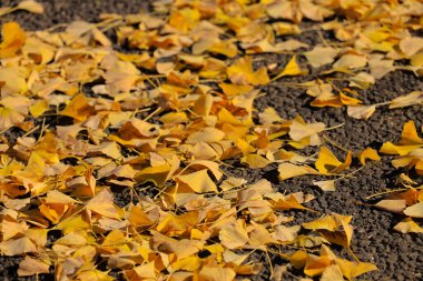 Dec 4 2024 Golden autumn leaves covering the ground, creating a serene clipart