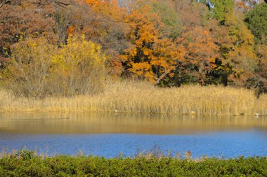 4 Aralık 2024 sonbahar yaprakları parkın göl kenarlarında sergilendi.