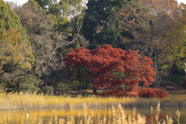 Sonbahar sahnesi, renkli ağaçlar, sakin bir göl.